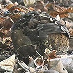 Singing Quail