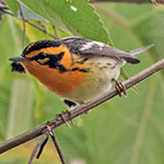 Blackburnian Warbler