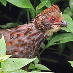 Buffy-crowned Wood-Partridge