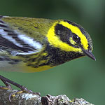 Townsend's Warbler