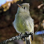 Pine Flycatcher