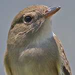 Alder Flycatcher