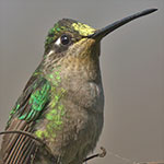 Rivoli's Hummingbird