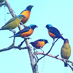 Elegant Euphonia