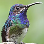 White-necked Jacobin