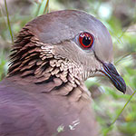 White-faced Quail-Dove