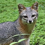 Gray Fox