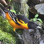 Baltimore Oriole