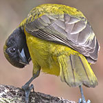 Bar-winged Oriole