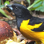 Bar-winged Oriole