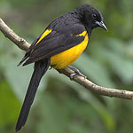 Black-vented Oriole