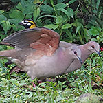 White-tipped Doves