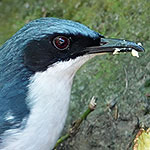 Blue-and-white Mockingbird