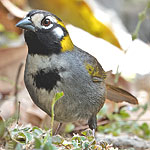 White-eared Ground-Sparrow