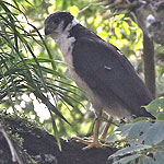 Collared Forest-Falcon