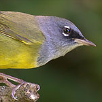 MacGillivray's Warbler