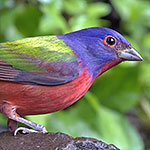 Painted Bunting