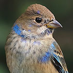 Indigo Bunting