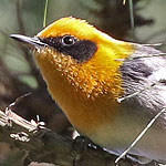 Olive Warbler