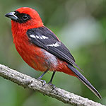 White-winged Tanager