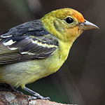 Western Tanager