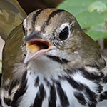 Ovenbird