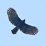 Black Hawk-Eagle