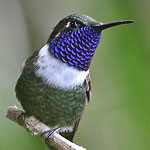 Sparkling-tailed Hummingbird