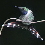 Sparkling-tailed Hummingbird