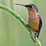 Sparkling-tailed Hummingbird