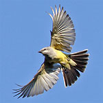 Western Kingbird