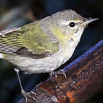 Tennessee Warbler