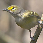 White-eyed Vireo