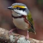 Chestnut-sided Shrike-Vireo