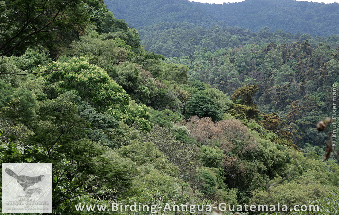 Montane forest near Antigua Guatemala