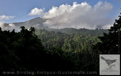 Cloud forest occurs on the upper hillsides in the surroundings of Antigua Guatemala.