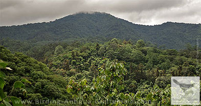 Pine-oak forest durng the green season near Antigua Guatemala.