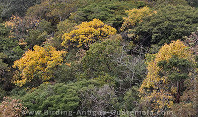 Otoño Antigüeño - Fall in Antigua: the first trees in the semideciduous forest are preparing for their dormant period at the beginning of the dry season.