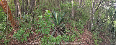 Understory of semideciduous forest in the hills near Antigua Guatemala.