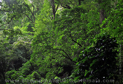 Lush green of the pine-oak forest near Antigua Guatmala during the wet season.