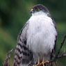White-breasted Hawk