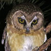 Unspotted Saw-whet Owl