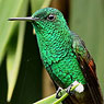 Berylline Hummingbird