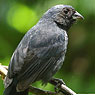 Blue Seedeater