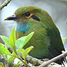 Blue-throated Motmot