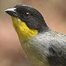 White-naped Brushfinch