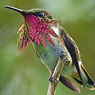 Wine-throated Hummingbird