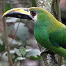 Northern Emerald-Toucanet