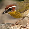 Rufous-capped Warbler