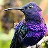 Violet Sabrewing